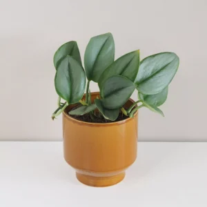 Scindapsus treubii ‘Moonlight’ - bonsai terárium | rastlinné terárium | nenáročné rastliny | čistiace vzduch rastliny | vlhkomilné rastliny | ťahavé rastliny | izbové rastliny do tieňa | rastliny na rozptýlené svetlo | rastliny na priame slnko | bezpečné rastliny pre deti | bezpečné rastliny pre zvieratá | rastliny do kúpeľne | zelená dekorácia | starostlivosť o rastliny | DIY terárium
