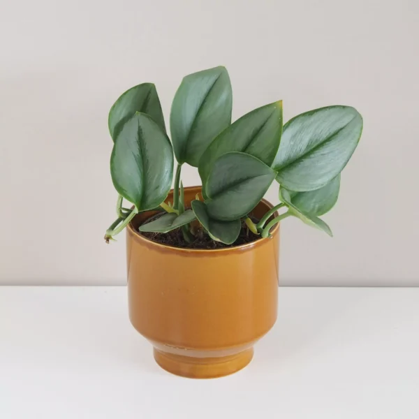 Scindapsus treubii ‘Moonlight’ - bonsai terárium | rastlinné terárium | nenáročné rastliny | čistiace vzduch rastliny | vlhkomilné rastliny | ťahavé rastliny | izbové rastliny do tieňa | rastliny na rozptýlené svetlo | rastliny na priame slnko | bezpečné rastliny pre deti | bezpečné rastliny pre zvieratá | rastliny do kúpeľne | zelená dekorácia | starostlivosť o rastliny | DIY terárium