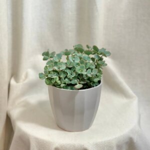 Sedum sieboldii stredné - bonsai terárium | rastlinné terárium | nenáročné rastliny | čistiace vzduch rastliny | vlhkomilné rastliny | ťahavé rastliny | izbové rastliny do tieňa | rastliny na rozptýlené svetlo | rastliny na priame slnko | bezpečné rastliny pre deti | bezpečné rastliny pre zvieratá | rastliny do kúpeľne | zelená dekorácia | starostlivosť o rastliny | DIY terárium