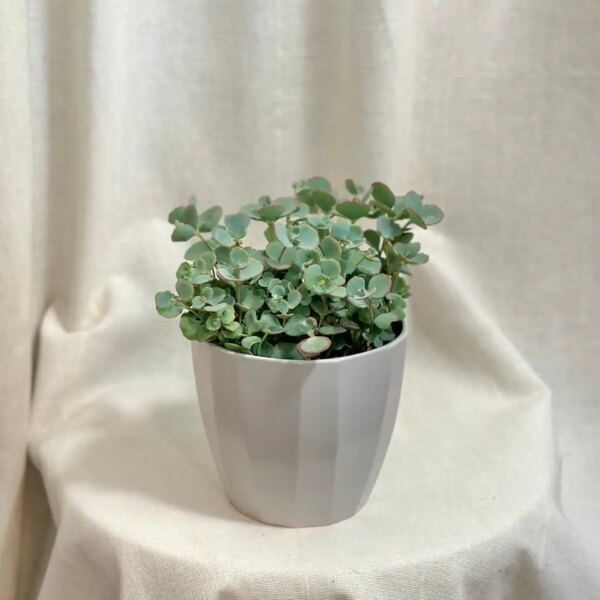 Sedum sieboldii stredné - bonsai terárium | rastlinné terárium | nenáročné rastliny | čistiace vzduch rastliny | vlhkomilné rastliny | ťahavé rastliny | izbové rastliny do tieňa | rastliny na rozptýlené svetlo | rastliny na priame slnko | bezpečné rastliny pre deti | bezpečné rastliny pre zvieratá | rastliny do kúpeľne | zelená dekorácia | starostlivosť o rastliny | DIY terárium