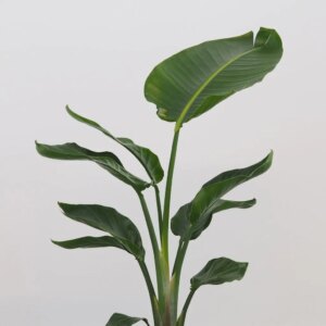 Strelitzia nicolai veľká - bonsai terárium | rastlinné terárium | nenáročné rastliny | čistiace vzduch rastliny | vlhkomilné rastliny | ťahavé rastliny | izbové rastliny do tieňa | rastliny na rozptýlené svetlo | rastliny na priame slnko | bezpečné rastliny pre deti | bezpečné rastliny pre zvieratá | rastliny do kúpeľne | zelená dekorácia | starostlivosť o rastliny | DIY terárium