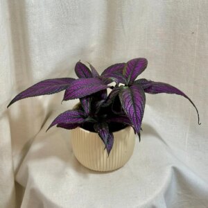 Strobilanthes dyeriana - bonsai terárium | rastlinné terárium | nenáročné rastliny | čistiace vzduch rastliny | vlhkomilné rastliny | ťahavé rastliny | izbové rastliny do tieňa | rastliny na rozptýlené svetlo | rastliny na priame slnko | bezpečné rastliny pre deti | bezpečné rastliny pre zvieratá | rastliny do kúpeľne | zelená dekorácia | starostlivosť o rastliny | DIY terárium