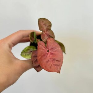 Syngonium ‘New Dew’ malé - bonsai terárium | rastlinné terárium | nenáročné rastliny | čistiace vzduch rastliny | vlhkomilné rastliny | ťahavé rastliny | izbové rastliny do tieňa | rastliny na rozptýlené svetlo | rastliny na priame slnko | bezpečné rastliny pre deti | bezpečné rastliny pre zvieratá | rastliny do kúpeľne | zelená dekorácia | starostlivosť o rastliny | DIY terárium