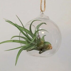 Tillandsia capitata v aeráriu - rastlinne terarium, rastliny do teraria, nadoba na rastlinne terarium, rastlinne terarium cena, rastlinne terarium navod, rastlinne terarium obi, rastlinne terarium predaj, rastlinne terarium starostlivost, rastliny vhodne do teraria, terarium rastlinne, umele rastliny do teraria, uzavrete rastlinne terarium, zatvorene rastlinne terarium, zive rastliny do teraria, zive rastliny do terária