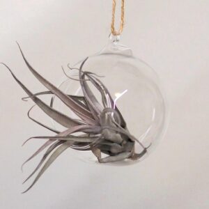 Tillandsia capitata maroon v aeráriu - rastlinne terarium, rastliny do teraria, nadoba na rastlinne terarium, rastlinne terarium cena, rastlinne terarium navod, rastlinne terarium obi, rastlinne terarium predaj, rastlinne terarium starostlivost, rastliny vhodne do teraria, terarium rastlinne, umele rastliny do teraria, uzavrete rastlinne terarium, zatvorene rastlinne terarium, zive rastliny do teraria, zive rastliny do terária