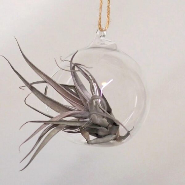 Tillandsia capitata maroon v aeráriu - rastlinne terarium, rastliny do teraria, nadoba na rastlinne terarium, rastlinne terarium cena, rastlinne terarium navod, rastlinne terarium obi, rastlinne terarium predaj, rastlinne terarium starostlivost, rastliny vhodne do teraria, terarium rastlinne, umele rastliny do teraria, uzavrete rastlinne terarium, zatvorene rastlinne terarium, zive rastliny do teraria, zive rastliny do terária