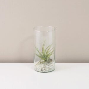 Tillandsia capitata v skle - rastlinne terarium, rastliny do teraria, nadoba na rastlinne terarium, rastlinne terarium cena, rastlinne terarium navod, rastlinne terarium obi, rastlinne terarium predaj, rastlinne terarium starostlivost, rastliny vhodne do teraria, terarium rastlinne, umele rastliny do teraria, uzavrete rastlinne terarium, zatvorene rastlinne terarium, zive rastliny do teraria, zive rastliny do terária