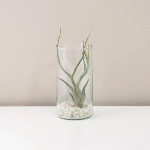 Tillandsia caput medusae v skle - rastlinne terarium, rastliny do teraria, nadoba na rastlinne terarium, rastlinne terarium cena, rastlinne terarium navod, rastlinne terarium obi, rastlinne terarium predaj, rastlinne terarium starostlivost, rastliny vhodne do teraria, terarium rastlinne, umele rastliny do teraria, uzavrete rastlinne terarium, zatvorene rastlinne terarium, zive rastliny do teraria, zive rastliny do terária