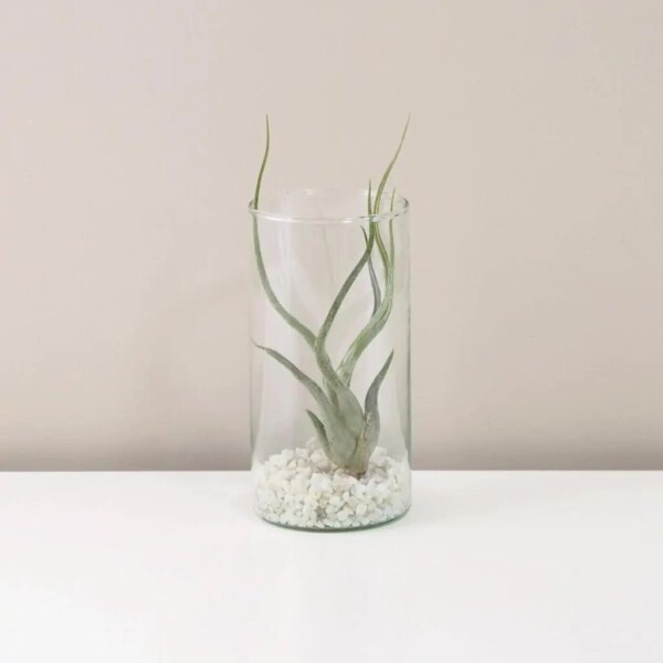 Tillandsia caput medusae v skle - rastlinne terarium, rastliny do teraria, nadoba na rastlinne terarium, rastlinne terarium cena, rastlinne terarium navod, rastlinne terarium obi, rastlinne terarium predaj, rastlinne terarium starostlivost, rastliny vhodne do teraria, terarium rastlinne, umele rastliny do teraria, uzavrete rastlinne terarium, zatvorene rastlinne terarium, zive rastliny do teraria, zive rastliny do terária