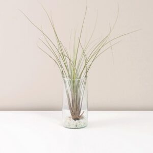 Tillandsia juncea v skle - rastlinne terarium, rastliny do teraria, nadoba na rastlinne terarium, rastlinne terarium cena, rastlinne terarium navod, rastlinne terarium obi, rastlinne terarium predaj, rastlinne terarium starostlivost, rastliny vhodne do teraria, terarium rastlinne, umele rastliny do teraria, uzavrete rastlinne terarium, zatvorene rastlinne terarium, zive rastliny do teraria, zive rastliny do terária