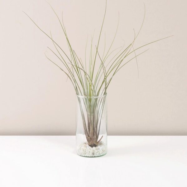 Tillandsia juncea v skle - rastlinne terarium, rastliny do teraria, nadoba na rastlinne terarium, rastlinne terarium cena, rastlinne terarium navod, rastlinne terarium obi, rastlinne terarium predaj, rastlinne terarium starostlivost, rastliny vhodne do teraria, terarium rastlinne, umele rastliny do teraria, uzavrete rastlinne terarium, zatvorene rastlinne terarium, zive rastliny do teraria, zive rastliny do terária