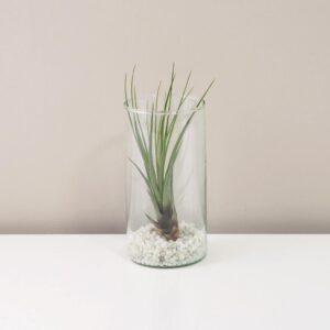 Tillandsia melanocrater v skle - rastlinne terarium, rastliny do teraria, nadoba na rastlinne terarium, rastlinne terarium cena, rastlinne terarium navod, rastlinne terarium obi, rastlinne terarium predaj, rastlinne terarium starostlivost, rastliny vhodne do teraria, terarium rastlinne, umele rastliny do teraria, uzavrete rastlinne terarium, zatvorene rastlinne terarium, zive rastliny do teraria, zive rastliny do terária