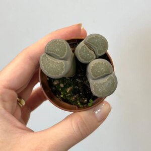 Živé kamene / Lithopsy sivé - bonsai terárium | rastlinné terárium | nenáročné rastliny | čistiace vzduch rastliny | vlhkomilné rastliny | ťahavé rastliny | izbové rastliny do tieňa | rastliny na rozptýlené svetlo | rastliny na priame slnko | bezpečné rastliny pre deti | bezpečné rastliny pre zvieratá | rastliny do kúpeľne | zelená dekorácia | starostlivosť o rastliny | DIY terárium