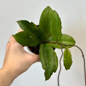 Hoya erythrina - bonsai terárium | rastlinné terárium | nenáročné rastliny | čistiace vzduch rastliny | vlhkomilné rastliny | ťahavé rastliny | izbové rastliny do tieňa | rastliny na rozptýlené svetlo | rastliny na priame slnko | bezpečné rastliny pre deti | bezpečné rastliny pre zvieratá | rastliny do kúpeľne | zelená dekorácia | starostlivosť o rastliny | DIY terárium