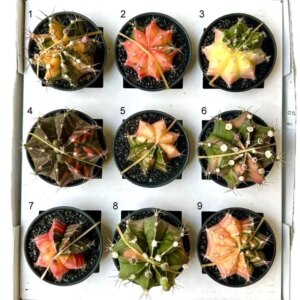 Kaktus Gymnocalycium mihanovichii variegata 6 - bonsai terárium | rastlinné terárium | nenáročné rastliny | čistiace vzduch rastliny | vlhkomilné rastliny | ťahavé rastliny | izbové rastliny do tieňa | rastliny na rozptýlené svetlo | rastliny na priame slnko | bezpečné rastliny pre deti | bezpečné rastliny pre zvieratá | rastliny do kúpeľne | zelená dekorácia | starostlivosť o rastliny | DIY terárium