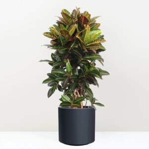 Krotónovec / Codiaeum variegatum ‘Petra’ 140 cm - bonsai terárium | rastlinné terárium | nenáročné rastliny | čistiace vzduch rastliny | vlhkomilné rastliny | ťahavé rastliny | izbové rastliny do tieňa | rastliny na rozptýlené svetlo | rastliny na priame slnko | bezpečné rastliny pre deti | bezpečné rastliny pre zvieratá | rastliny do kúpeľne | zelená dekorácia | starostlivosť o rastliny | DIY terárium