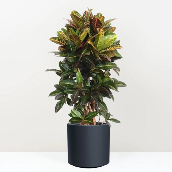 Krotónovec / Codiaeum variegatum ‘Petra’ 140 cm - bonsai terárium | rastlinné terárium | nenáročné rastliny | čistiace vzduch rastliny | vlhkomilné rastliny | ťahavé rastliny | izbové rastliny do tieňa | rastliny na rozptýlené svetlo | rastliny na priame slnko | bezpečné rastliny pre deti | bezpečné rastliny pre zvieratá | rastliny do kúpeľne | zelená dekorácia | starostlivosť o rastliny | DIY terárium