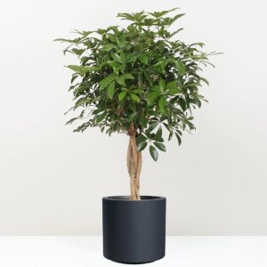 Schefflera arboricola ‘Compacta’ 140 cm - bonsai terárium | rastlinné terárium | nenáročné rastliny | čistiace vzduch rastliny | vlhkomilné rastliny | ťahavé rastliny | izbové rastliny do tieňa | rastliny na rozptýlené svetlo | rastliny na priame slnko | bezpečné rastliny pre deti | bezpečné rastliny pre zvieratá | rastliny do kúpeľne | zelená dekorácia | starostlivosť o rastliny | DIY terárium