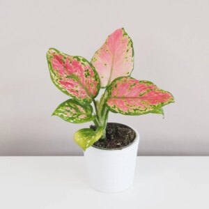 Aglaonema ‘Red Valentine’ malá - bonsai terárium | rastlinné terárium | nenáročné rastliny | čistiace vzduch rastliny | vlhkomilné rastliny | ťahavé rastliny | izbové rastliny do tieňa | rastliny na rozptýlené svetlo | rastliny na priame slnko | bezpečné rastliny pre deti | bezpečné rastliny pre zvieratá | rastliny do kúpeľne | zelená dekorácia | starostlivosť o rastliny | DIY terárium