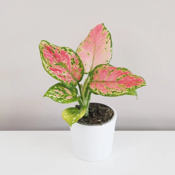 Aglaonema ‘Red Valentine’ malá - bonsai terárium | rastlinné terárium | nenáročné rastliny | čistiace vzduch rastliny | vlhkomilné rastliny | ťahavé rastliny | izbové rastliny do tieňa | rastliny na rozptýlené svetlo | rastliny na priame slnko | bezpečné rastliny pre deti | bezpečné rastliny pre zvieratá | rastliny do kúpeľne | zelená dekorácia | starostlivosť o rastliny | DIY terárium
