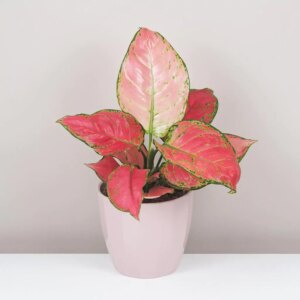 Aglaonema ‘Red Joy’ - bonsai terárium | rastlinné terárium | nenáročné rastliny | čistiace vzduch rastliny | vlhkomilné rastliny | ťahavé rastliny | izbové rastliny do tieňa | rastliny na rozptýlené svetlo | rastliny na priame slnko | bezpečné rastliny pre deti | bezpečné rastliny pre zvieratá | rastliny do kúpeľne | zelená dekorácia | starostlivosť o rastliny | DIY terárium
