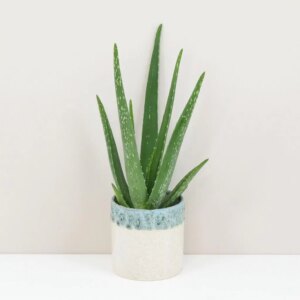 Aloe vera - bonsai terárium | rastlinné terárium | nenáročné rastliny | čistiace vzduch rastliny | vlhkomilné rastliny | ťahavé rastliny | izbové rastliny do tieňa | rastliny na rozptýlené svetlo | rastliny na priame slnko | bezpečné rastliny pre deti | bezpečné rastliny pre zvieratá | rastliny do kúpeľne | zelená dekorácia | starostlivosť o rastliny | DIY terárium