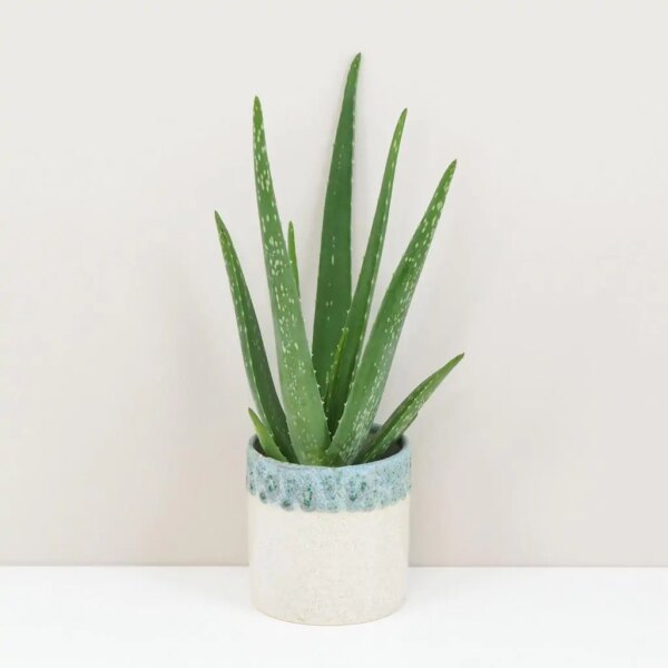 Aloe vera - bonsai terárium | rastlinné terárium | nenáročné rastliny | čistiace vzduch rastliny | vlhkomilné rastliny | ťahavé rastliny | izbové rastliny do tieňa | rastliny na rozptýlené svetlo | rastliny na priame slnko | bezpečné rastliny pre deti | bezpečné rastliny pre zvieratá | rastliny do kúpeľne | zelená dekorácia | starostlivosť o rastliny | DIY terárium