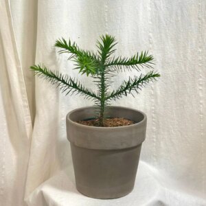 Araucaria araucana - bonsai terárium | rastlinné terárium | nenáročné rastliny | čistiace vzduch rastliny | vlhkomilné rastliny | ťahavé rastliny | izbové rastliny do tieňa | rastliny na rozptýlené svetlo | rastliny na priame slnko | bezpečné rastliny pre deti | bezpečné rastliny pre zvieratá | rastliny do kúpeľne | zelená dekorácia | starostlivosť o rastliny | DIY terárium