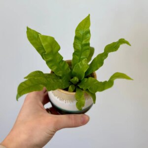 Asplenium nidus ‘Crispy Wave’ - bonsai terárium | rastlinné terárium | nenáročné rastliny | čistiace vzduch rastliny | vlhkomilné rastliny | ťahavé rastliny | izbové rastliny do tieňa | rastliny na rozptýlené svetlo | rastliny na priame slnko | bezpečné rastliny pre deti | bezpečné rastliny pre zvieratá | rastliny do kúpeľne | zelená dekorácia | starostlivosť o rastliny | DIY terárium