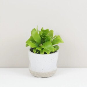Asplenium nidus malé - bonsai terárium | rastlinné terárium | nenáročné rastliny | čistiace vzduch rastliny | vlhkomilné rastliny | ťahavé rastliny | izbové rastliny do tieňa | rastliny na rozptýlené svetlo | rastliny na priame slnko | bezpečné rastliny pre deti | bezpečné rastliny pre zvieratá | rastliny do kúpeľne | zelená dekorácia | starostlivosť o rastliny | DIY terárium