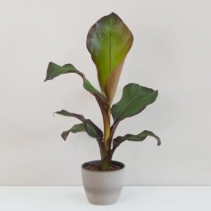 Banánovník ‘Ensete Maurelii’ - bonsai terárium | rastlinné terárium | nenáročné rastliny | čistiace vzduch rastliny | vlhkomilné rastliny | ťahavé rastliny | izbové rastliny do tieňa | rastliny na rozptýlené svetlo | rastliny na priame slnko | bezpečné rastliny pre deti | bezpečné rastliny pre zvieratá | rastliny do kúpeľne | zelená dekorácia | starostlivosť o rastliny | DIY terárium