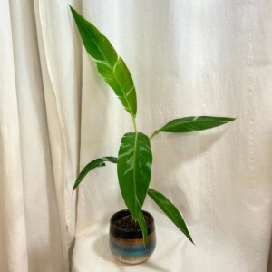 Banánovník Musa florida variegata - bonsai terárium | rastlinné terárium | nenáročné rastliny | čistiace vzduch rastliny | vlhkomilné rastliny | ťahavé rastliny | izbové rastliny do tieňa | rastliny na rozptýlené svetlo | rastliny na priame slnko | bezpečné rastliny pre deti | bezpečné rastliny pre zvieratá | rastliny do kúpeľne | zelená dekorácia | starostlivosť o rastliny | DIY terárium
