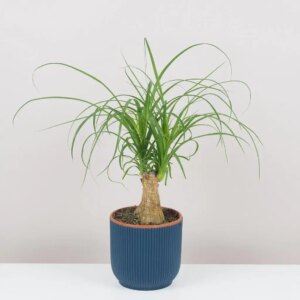 Slonia noha / Nolina recurvata - bonsai terárium | rastlinné terárium | nenáročné rastliny | čistiace vzduch rastliny | vlhkomilné rastliny | ťahavé rastliny | izbové rastliny do tieňa | rastliny na rozptýlené svetlo | rastliny na priame slnko | bezpečné rastliny pre deti | bezpečné rastliny pre zvieratá | rastliny do kúpeľne | zelená dekorácia | starostlivosť o rastliny | DIY terárium