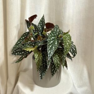 Begonia maculata ‘Spotlight Green’ veľká - bonsai terárium | rastlinné terárium | nenáročné rastliny | čistiace vzduch rastliny | vlhkomilné rastliny | ťahavé rastliny | izbové rastliny do tieňa | rastliny na rozptýlené svetlo | rastliny na priame slnko | bezpečné rastliny pre deti | bezpečné rastliny pre zvieratá | rastliny do kúpeľne | zelená dekorácia | starostlivosť o rastliny | DIY terárium