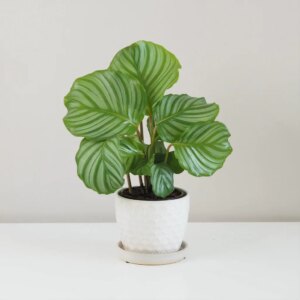 Calathea orbifolia veľká - bonsai terárium | rastlinné terárium | nenáročné rastliny | čistiace vzduch rastliny | vlhkomilné rastliny | ťahavé rastliny | izbové rastliny do tieňa | rastliny na rozptýlené svetlo | rastliny na priame slnko | bezpečné rastliny pre deti | bezpečné rastliny pre zvieratá | rastliny do kúpeľne | zelená dekorácia | starostlivosť o rastliny | DIY terárium