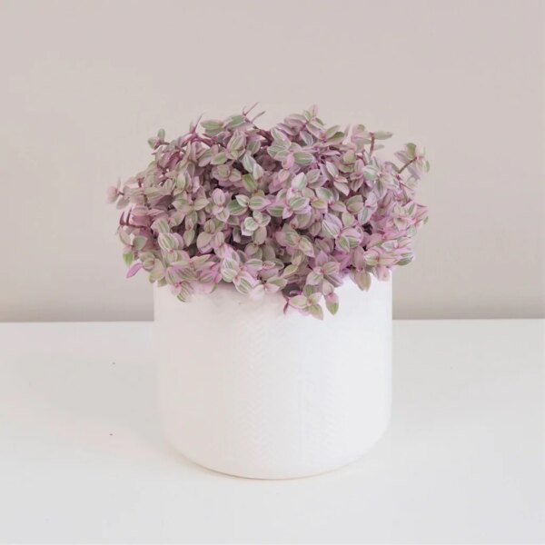 Callisia repens ‘Pink lady’ stredná - bonsai terárium | rastlinné terárium | nenáročné rastliny | čistiace vzduch rastliny | vlhkomilné rastliny | ťahavé rastliny | izbové rastliny do tieňa | rastliny na rozptýlené svetlo | rastliny na priame slnko | bezpečné rastliny pre deti | bezpečné rastliny pre zvieratá | rastliny do kúpeľne | zelená dekorácia | starostlivosť o rastliny | DIY terárium