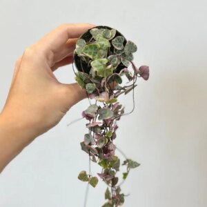Lampášik / Ceropegia woodii variegata malá - bonsai terárium | rastlinné terárium | nenáročné rastliny | čistiace vzduch rastliny | vlhkomilné rastliny | ťahavé rastliny | izbové rastliny do tieňa | rastliny na rozptýlené svetlo | rastliny na priame slnko | bezpečné rastliny pre deti | bezpečné rastliny pre zvieratá | rastliny do kúpeľne | zelená dekorácia | starostlivosť o rastliny | DIY terárium