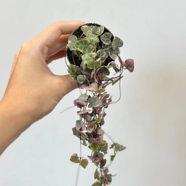 Lampášik / Ceropegia woodii variegata malá - bonsai terárium | rastlinné terárium | nenáročné rastliny | čistiace vzduch rastliny | vlhkomilné rastliny | ťahavé rastliny | izbové rastliny do tieňa | rastliny na rozptýlené svetlo | rastliny na priame slnko | bezpečné rastliny pre deti | bezpečné rastliny pre zvieratá | rastliny do kúpeľne | zelená dekorácia | starostlivosť o rastliny | DIY terárium