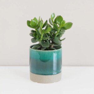 Tučnolist / Crassula ovata ‘Hulk’ - bonsai terárium | rastlinné terárium | nenáročné rastliny | čistiace vzduch rastliny | vlhkomilné rastliny | ťahavé rastliny | izbové rastliny do tieňa | rastliny na rozptýlené svetlo | rastliny na priame slnko | bezpečné rastliny pre deti | bezpečné rastliny pre zvieratá | rastliny do kúpeľne | zelená dekorácia | starostlivosť o rastliny | DIY terárium
