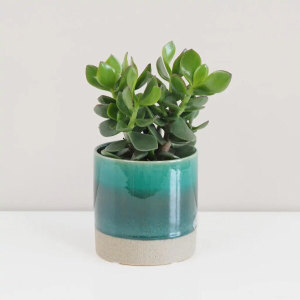 Tučnolist / Crassula ovata ‘Hulk’ - bonsai terárium | rastlinné terárium | nenáročné rastliny | čistiace vzduch rastliny | vlhkomilné rastliny | ťahavé rastliny | izbové rastliny do tieňa | rastliny na rozptýlené svetlo | rastliny na priame slnko | bezpečné rastliny pre deti | bezpečné rastliny pre zvieratá | rastliny do kúpeľne | zelená dekorácia | starostlivosť o rastliny | DIY terárium