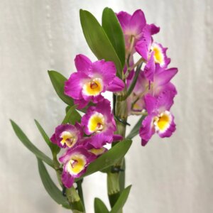 Orchidea Dendrobium nobile ‘Dark Pink’ - bonsai terárium | rastlinné terárium | nenáročné rastliny | čistiace vzduch rastliny | vlhkomilné rastliny | ťahavé rastliny | izbové rastliny do tieňa | rastliny na rozptýlené svetlo | rastliny na priame slnko | bezpečné rastliny pre deti | bezpečné rastliny pre zvieratá | rastliny do kúpeľne | zelená dekorácia | starostlivosť o rastliny | DIY terárium