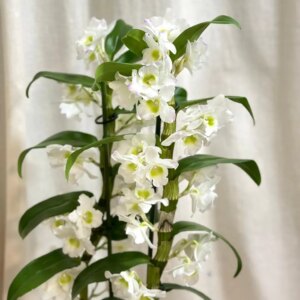 Orchidea Dendrobium nobile ‘White’ - bonsai terárium | rastlinné terárium | nenáročné rastliny | čistiace vzduch rastliny | vlhkomilné rastliny | ťahavé rastliny | izbové rastliny do tieňa | rastliny na rozptýlené svetlo | rastliny na priame slnko | bezpečné rastliny pre deti | bezpečné rastliny pre zvieratá | rastliny do kúpeľne | zelená dekorácia | starostlivosť o rastliny | DIY terárium