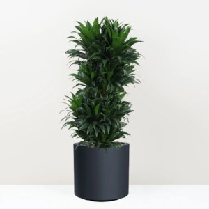 Dracaena fragrans ‘Compacta’ 100 cm - bonsai terárium | rastlinné terárium | nenáročné rastliny | čistiace vzduch rastliny | vlhkomilné rastliny | ťahavé rastliny | izbové rastliny do tieňa | rastliny na rozptýlené svetlo | rastliny na priame slnko | bezpečné rastliny pre deti | bezpečné rastliny pre zvieratá | rastliny do kúpeľne | zelená dekorácia | starostlivosť o rastliny | DIY terárium