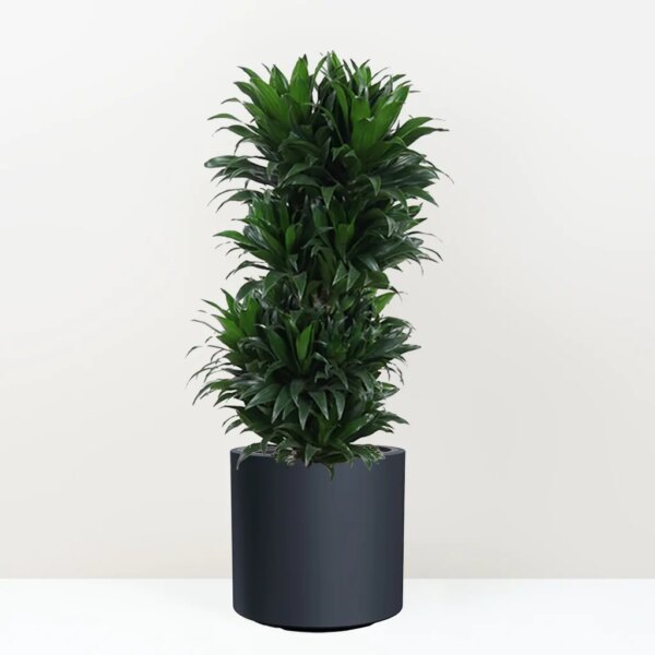 Dracaena fragrans ‘Compacta’ 100 cm - bonsai terárium | rastlinné terárium | nenáročné rastliny | čistiace vzduch rastliny | vlhkomilné rastliny | ťahavé rastliny | izbové rastliny do tieňa | rastliny na rozptýlené svetlo | rastliny na priame slnko | bezpečné rastliny pre deti | bezpečné rastliny pre zvieratá | rastliny do kúpeľne | zelená dekorácia | starostlivosť o rastliny | DIY terárium