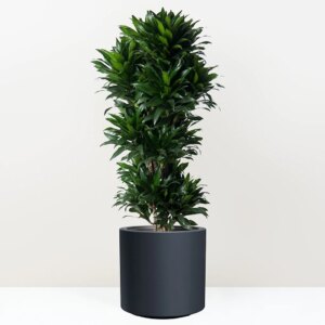 Dracaena fragrans ‘Compacta’ 130 cm - bonsai terárium | rastlinné terárium | nenáročné rastliny | čistiace vzduch rastliny | vlhkomilné rastliny | ťahavé rastliny | izbové rastliny do tieňa | rastliny na rozptýlené svetlo | rastliny na priame slnko | bezpečné rastliny pre deti | bezpečné rastliny pre zvieratá | rastliny do kúpeľne | zelená dekorácia | starostlivosť o rastliny | DIY terárium