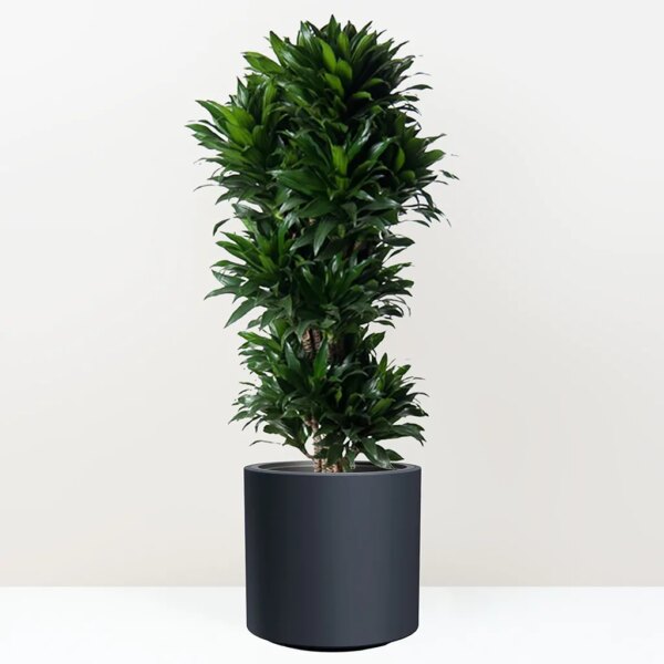 Dracaena fragrans ‘Compacta’ 130 cm - bonsai terárium | rastlinné terárium | nenáročné rastliny | čistiace vzduch rastliny | vlhkomilné rastliny | ťahavé rastliny | izbové rastliny do tieňa | rastliny na rozptýlené svetlo | rastliny na priame slnko | bezpečné rastliny pre deti | bezpečné rastliny pre zvieratá | rastliny do kúpeľne | zelená dekorácia | starostlivosť o rastliny | DIY terárium