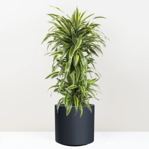 Dracaena fragrans ‘Lemon Lime’ 140 cm - bonsai terárium | rastlinné terárium | nenáročné rastliny | čistiace vzduch rastliny | vlhkomilné rastliny | ťahavé rastliny | izbové rastliny do tieňa | rastliny na rozptýlené svetlo | rastliny na priame slnko | bezpečné rastliny pre deti | bezpečné rastliny pre zvieratá | rastliny do kúpeľne | zelená dekorácia | starostlivosť o rastliny | DIY terárium