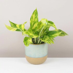 Pothos Epipremnum aureum ‘Hicolor’ - bonsai terárium | rastlinné terárium | nenáročné rastliny | čistiace vzduch rastliny | vlhkomilné rastliny | ťahavé rastliny | izbové rastliny do tieňa | rastliny na rozptýlené svetlo | rastliny na priame slnko | bezpečné rastliny pre deti | bezpečné rastliny pre zvieratá | rastliny do kúpeľne | zelená dekorácia | starostlivosť o rastliny | DIY terárium