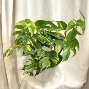 Epipremnum pinnatum ‘Cintho Goldfinger’ maxi 2 - bonsai terárium | rastlinné terárium | nenáročné rastliny | čistiace vzduch rastliny | vlhkomilné rastliny | ťahavé rastliny | izbové rastliny do tieňa | rastliny na rozptýlené svetlo | rastliny na priame slnko | bezpečné rastliny pre deti | bezpečné rastliny pre zvieratá | rastliny do kúpeľne | zelená dekorácia | starostlivosť o rastliny | DIY terárium