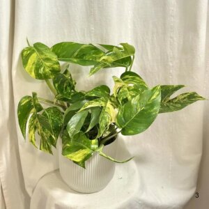 Epipremnum pinnatum ‘Cintho Goldfinger’ maxi 3 - bonsai terárium | rastlinné terárium | nenáročné rastliny | čistiace vzduch rastliny | vlhkomilné rastliny | ťahavé rastliny | izbové rastliny do tieňa | rastliny na rozptýlené svetlo | rastliny na priame slnko | bezpečné rastliny pre deti | bezpečné rastliny pre zvieratá | rastliny do kúpeľne | zelená dekorácia | starostlivosť o rastliny | DIY terárium